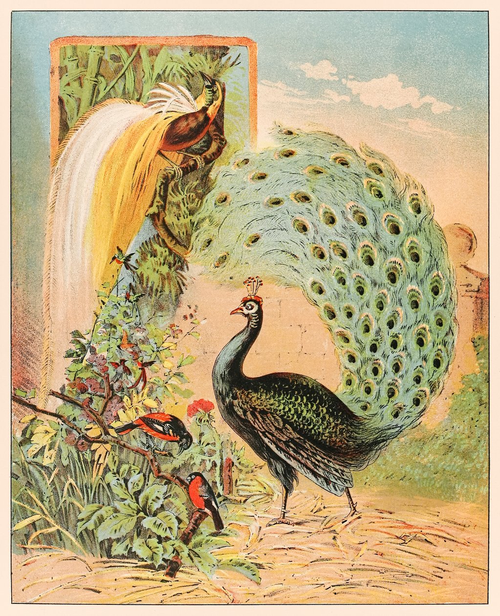 Páv mezi dalšími exotickými ptáky ve voliéře cirkusu Barnum & Bailey z P.T. Barnum