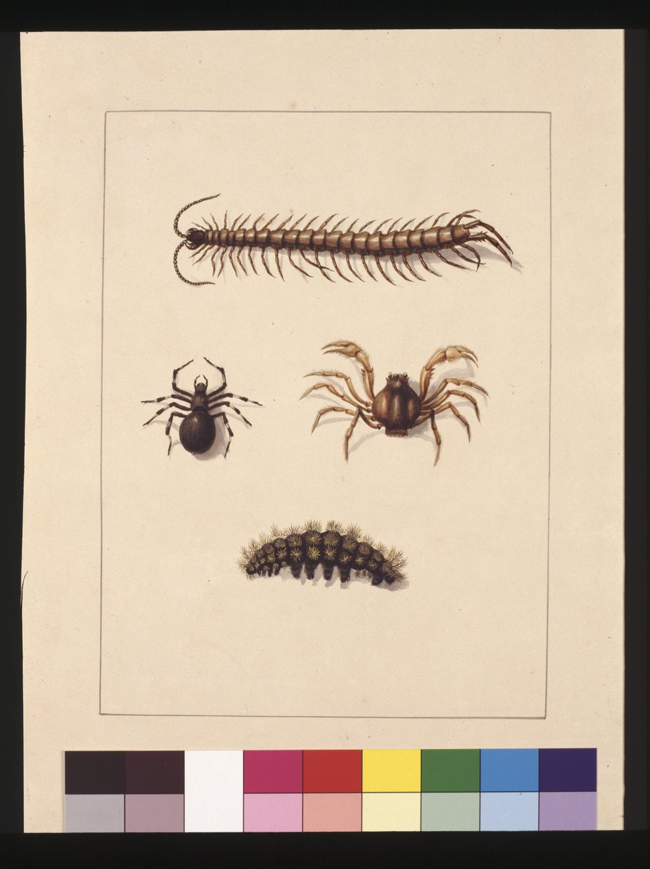 Strana 11. Hmyz Nového Jižního Walesu. Nyní známý jako obyčejná stonožka, Spider rod Isopeda, Soldier Crab, Caterpillar, c.1789-90 (akvarel) od Sarah Stone