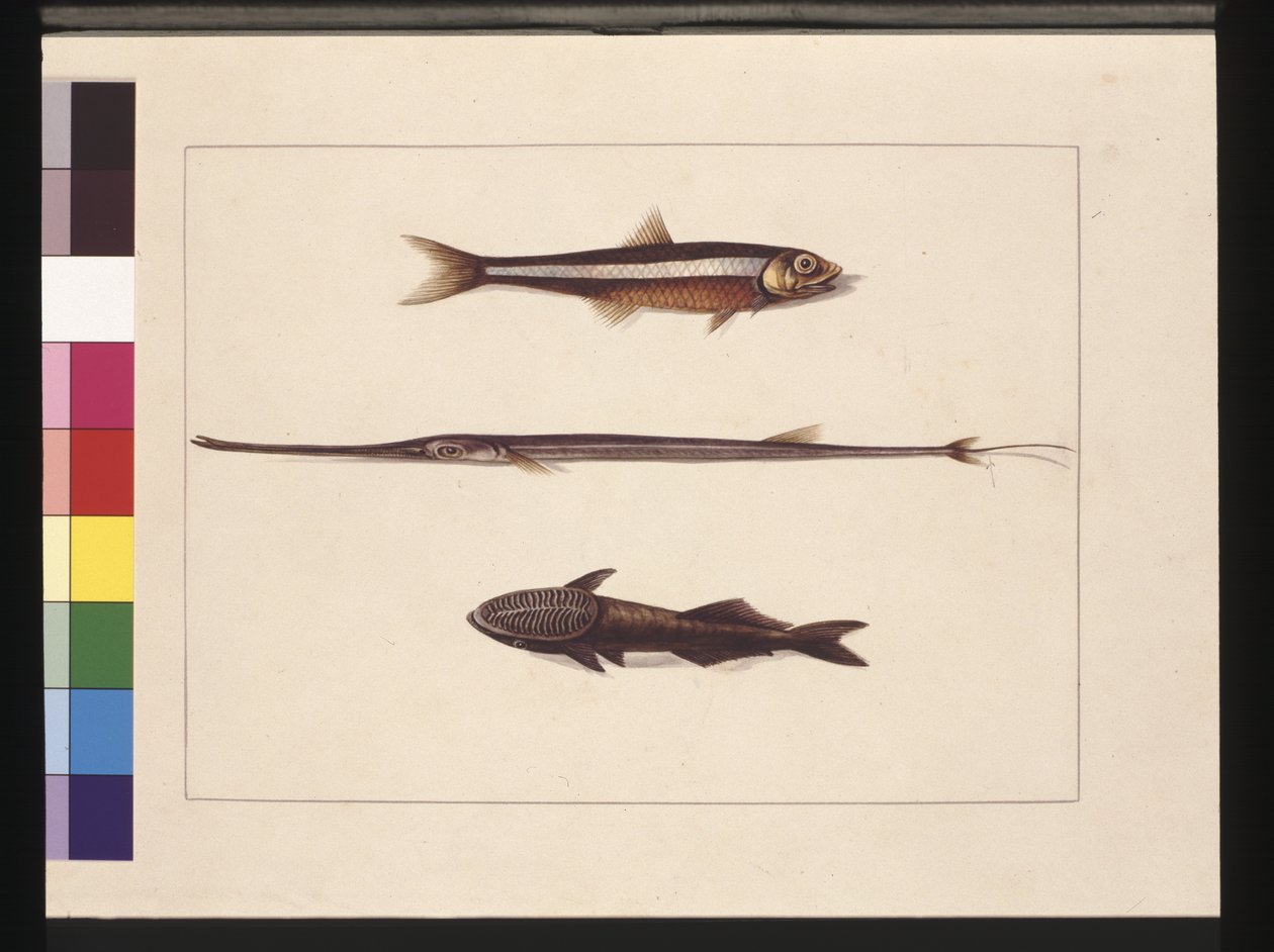Strana 13. Catherine, Tabák, Pipe Fish, Remora Fish. Nyní známé jako sardele, flétnatá a sající ryba, c.1789-90 (akvarel) od Sarah Stone
