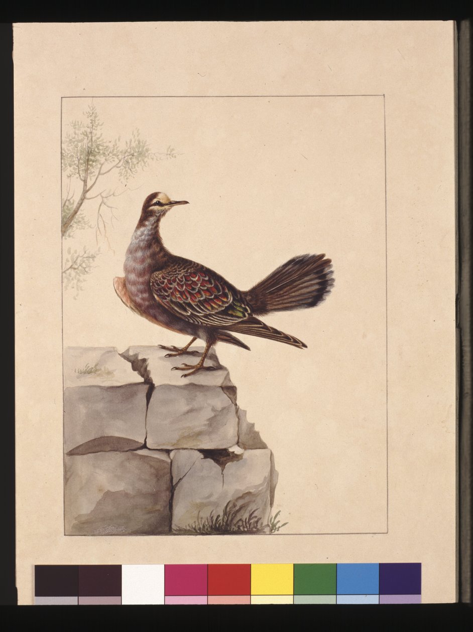 Strana 15. Zlatý okřídlený holub. Nyní známý jako lesní bronzový holub, kolem 1789-90 (akvarel) od Sarah Stone