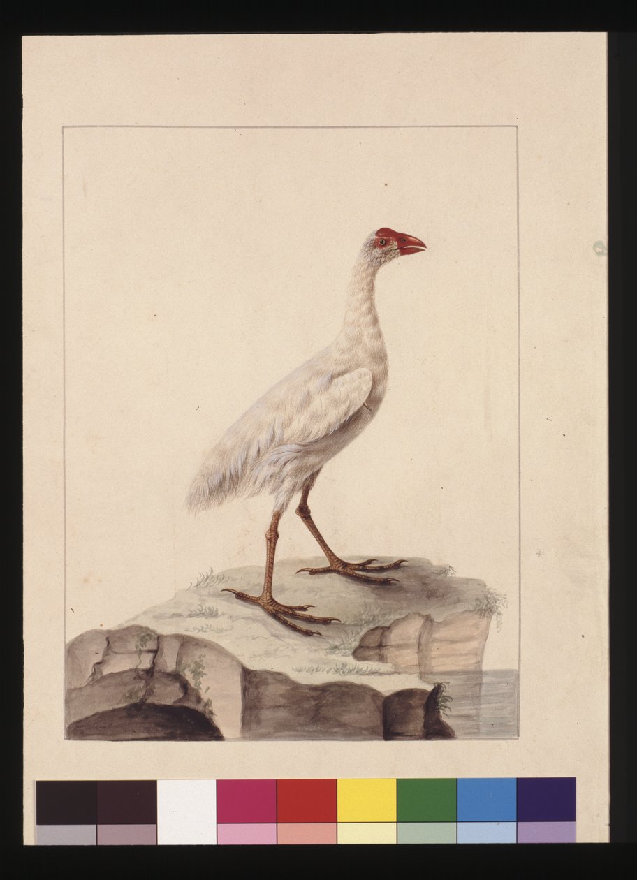 Strana 16. Bílá Fulica. Nyní známý jako White Gallinule (zaniklý), kolem 1789-90 (akvarel) od Sarah Stone