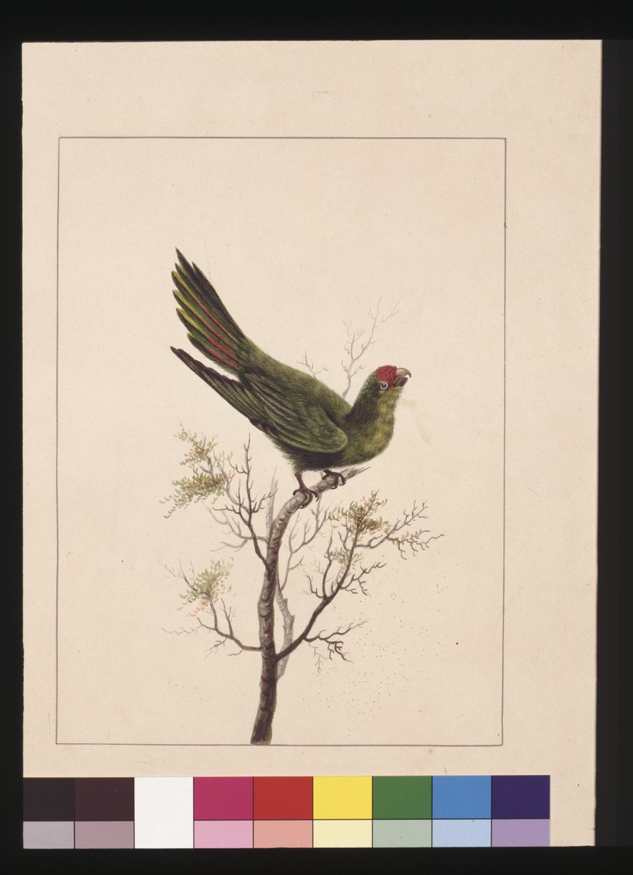 Strana 18. Malý paraquet. Nyní známý jako malý Lorikeet, kolem 1789-90 (akvarel) od Sarah Stone