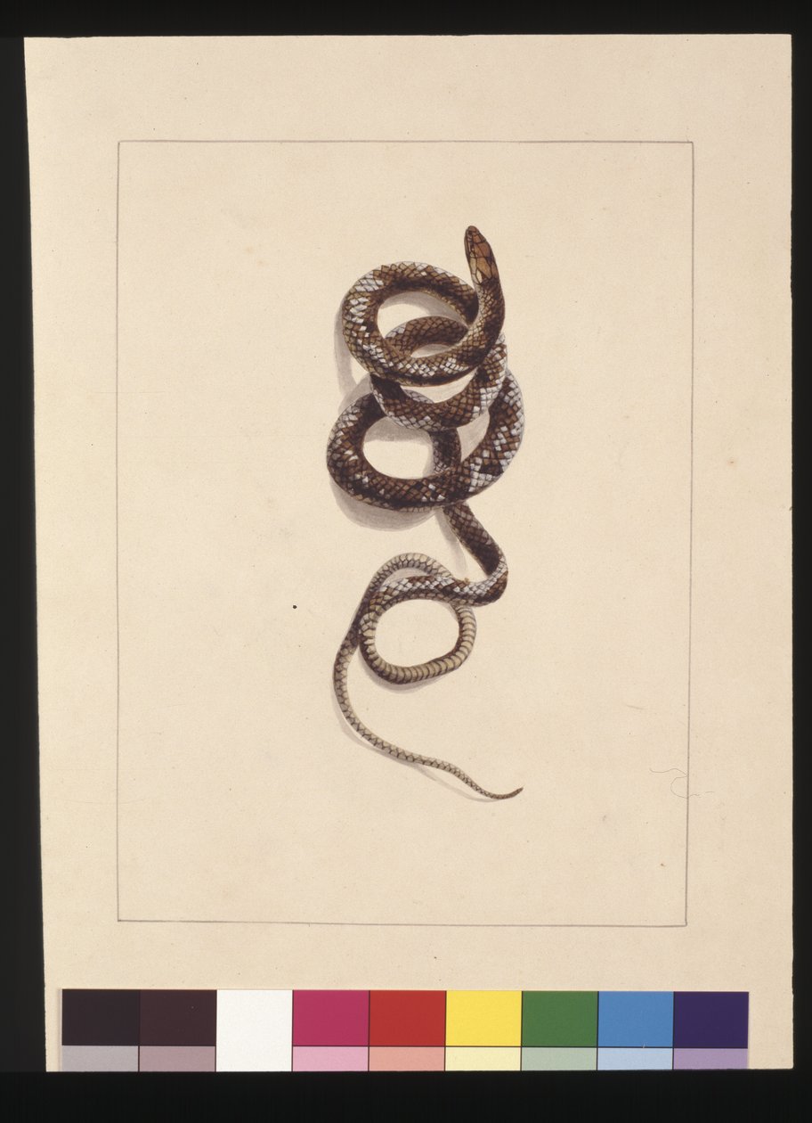 Strana 20. Had č.1. Nyní známý jako hnědý had, c.1789-90 (akvarel) od Sarah Stone