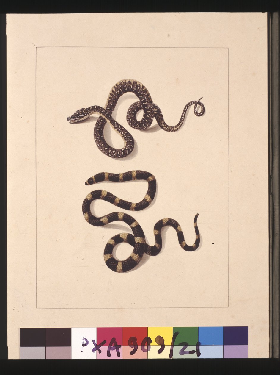 Strana 21. Hadi č. 1 & č. 2. Nyní známý jako mladý diamantový had a bandy bandy, kolem 1789-90 (akvarel) od Sarah Stone