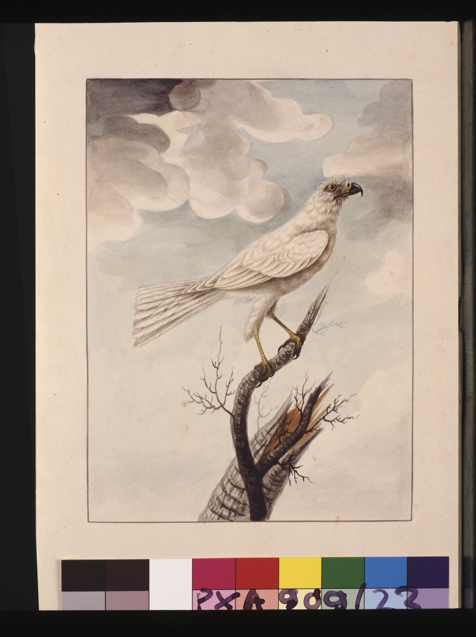 Strana 23. Bílý Hawke. Nyní známý jako šedý jestřáb, kolem 1789-90 (akvarel) od Sarah Stone