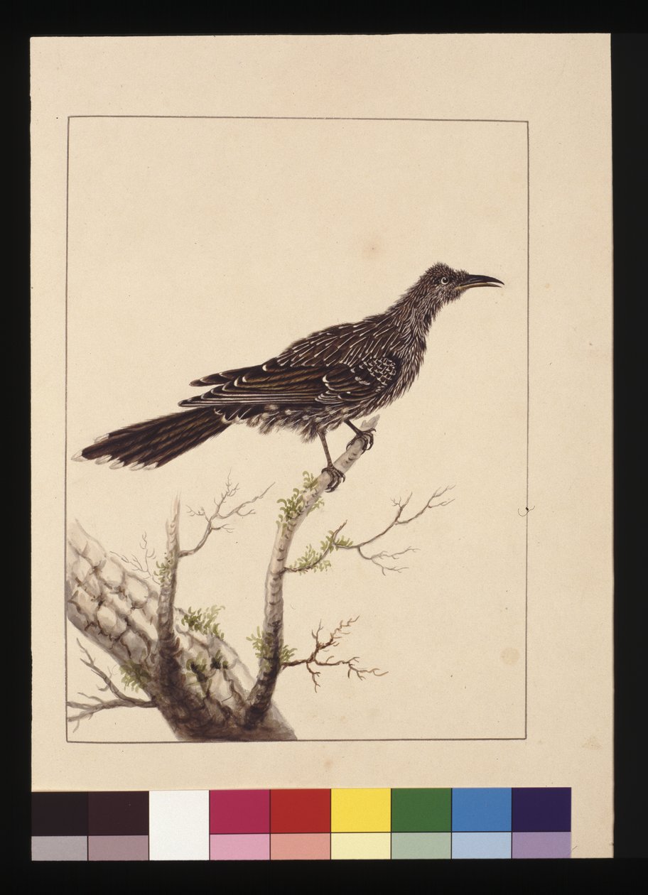 Strana 26. Samice včelojeda. Nyní známý jako ptáček Little Wattle, cca 1789-90 (akvarel) od Sarah Stone