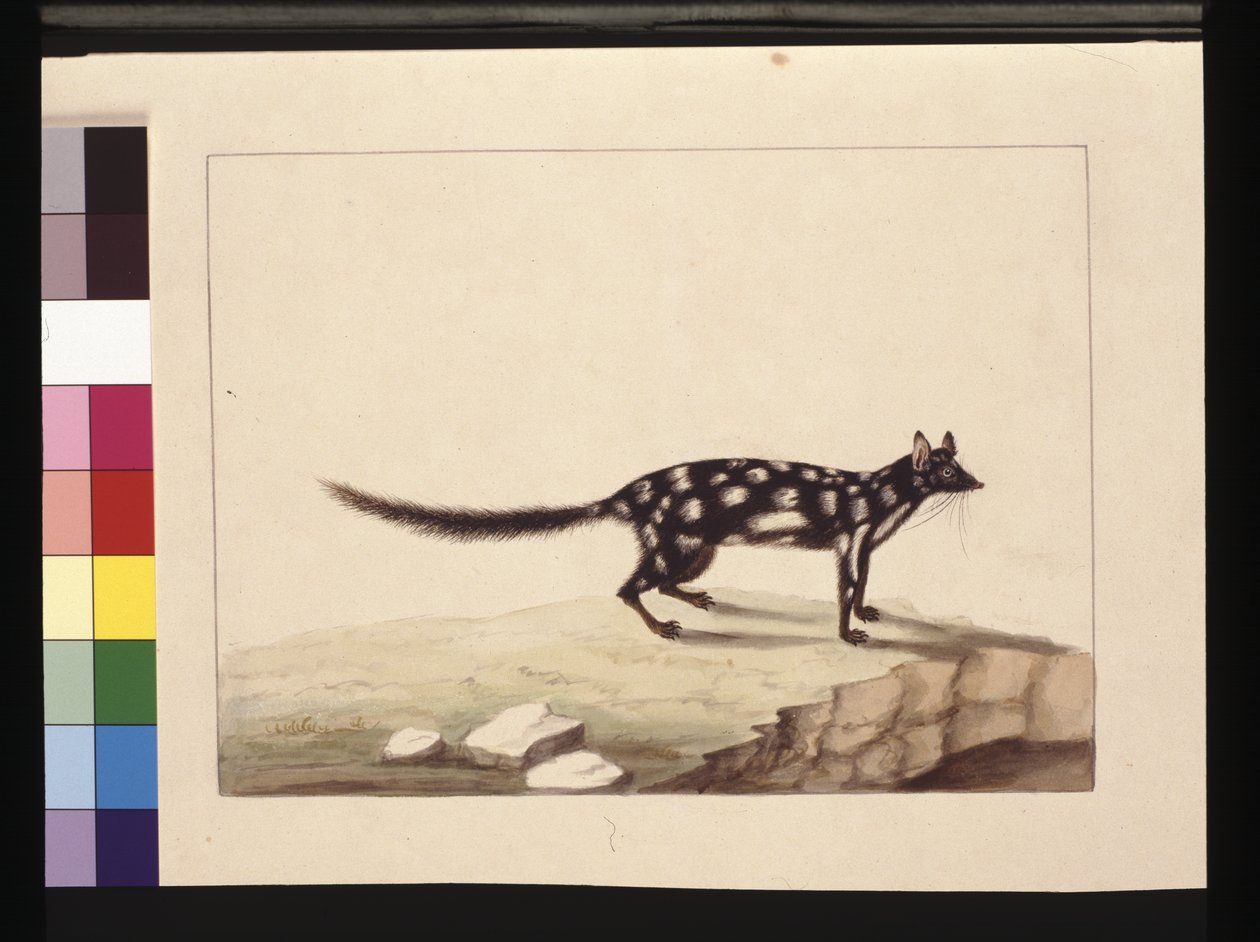 Strana 28. Tabulka Tabulka. Nyní známý jako Dasyurus quoll. Zdá se, že je to kopie Sarah Stoneové Charlese Cattona Junra. deska, cca 1789-90 (akvarel) od Sarah Stone