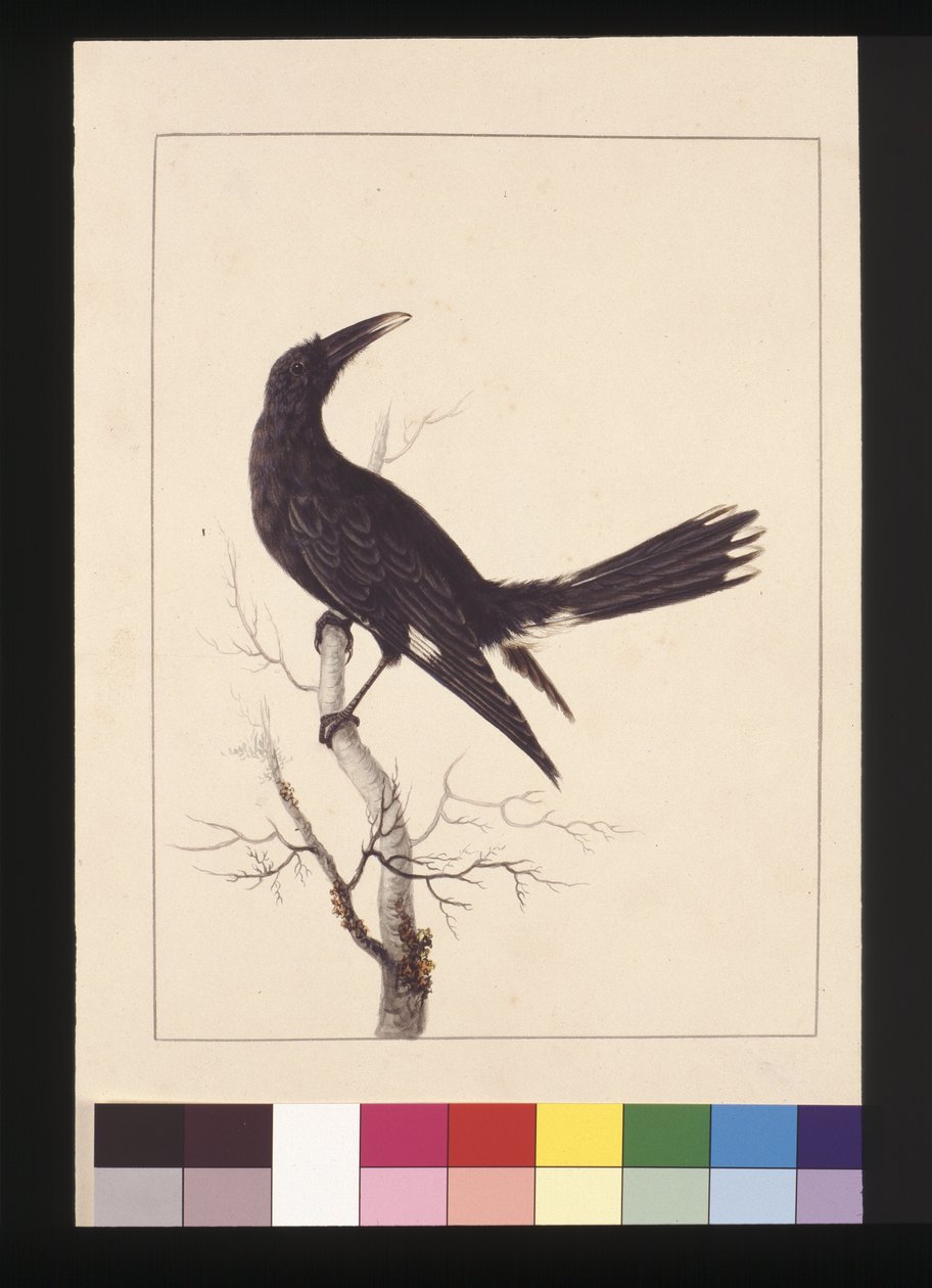 Strana 30. Bílá, větrná vrána. Nyní známý jako Pied Currawong, kolem 1789-90 (akvarel) od Sarah Stone