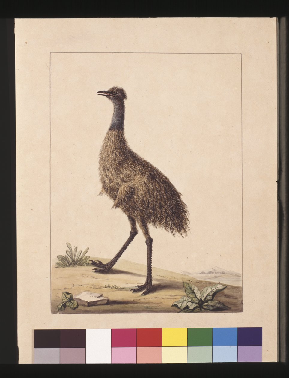 Strana 7. Cassowary New Holland. Nyní známý jako Emu, cca 1789-90 (akvarel) od Sarah Stone