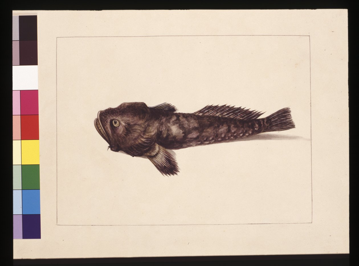Strana 8. Pochybný Lophius. Nyní známý jako Frog Fish, c.1789-90 (akvarel) od Sarah Stone