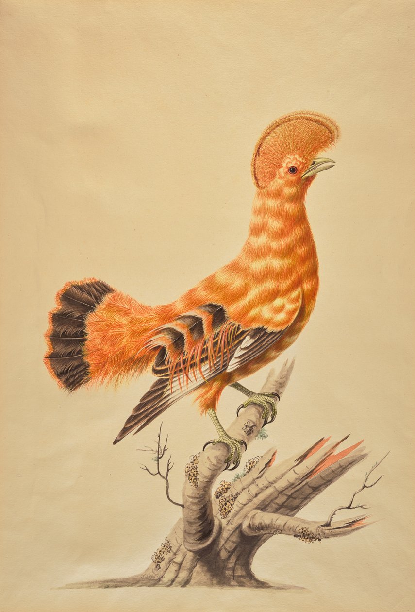 Rupicola Rupicola od Sarah Stone