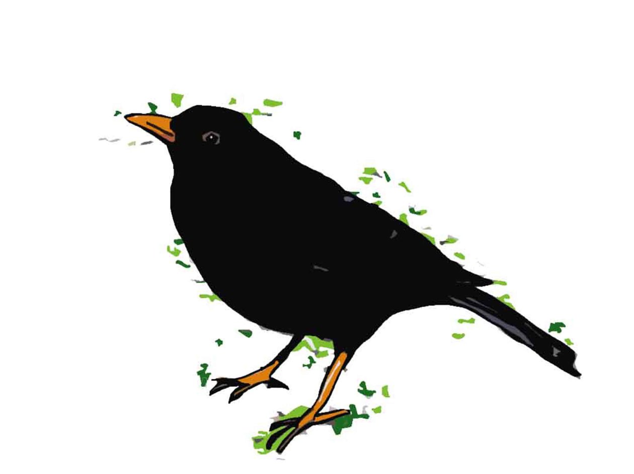 Blackbird, 2018, (digitální kresba) od Sarah Thompson Engels