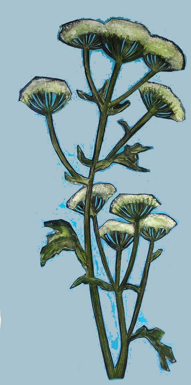 Hogweed 2020 (akryl na palubě) od Sarah Thompson Engels
