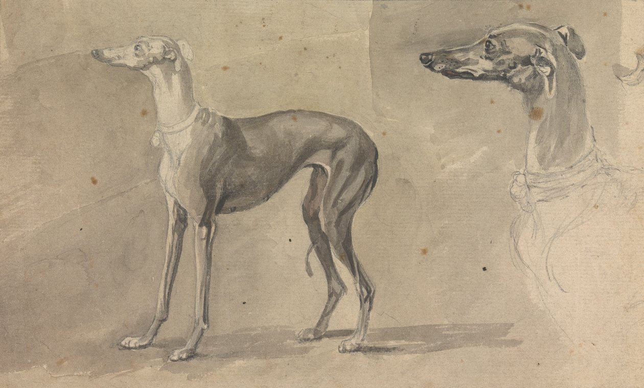 Greyhound od Sawrey Gilpin