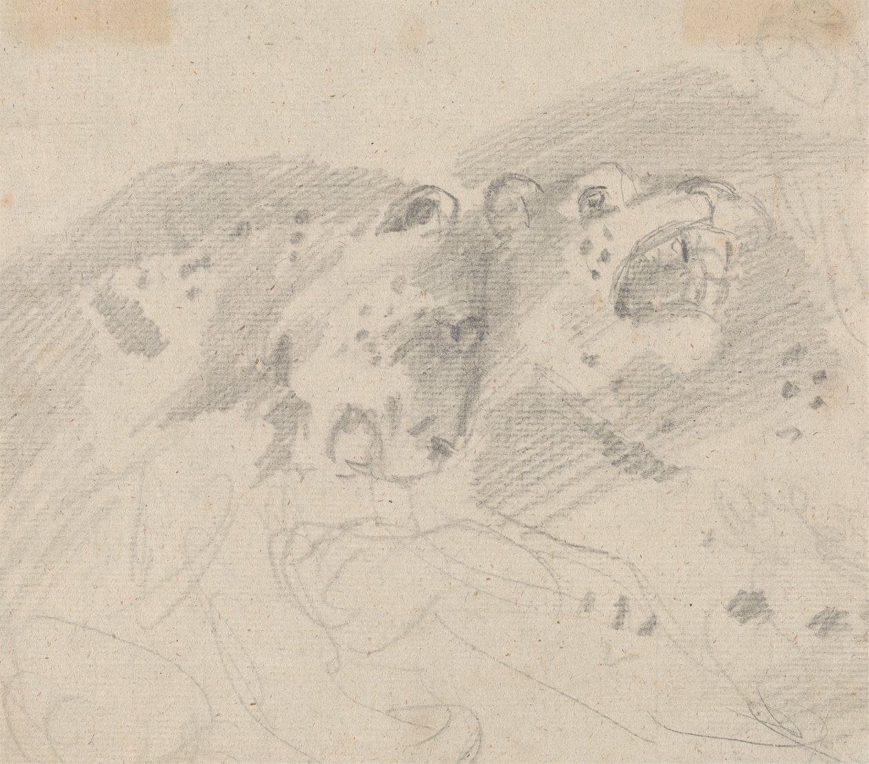 Dva leopardi od Sawrey Gilpin