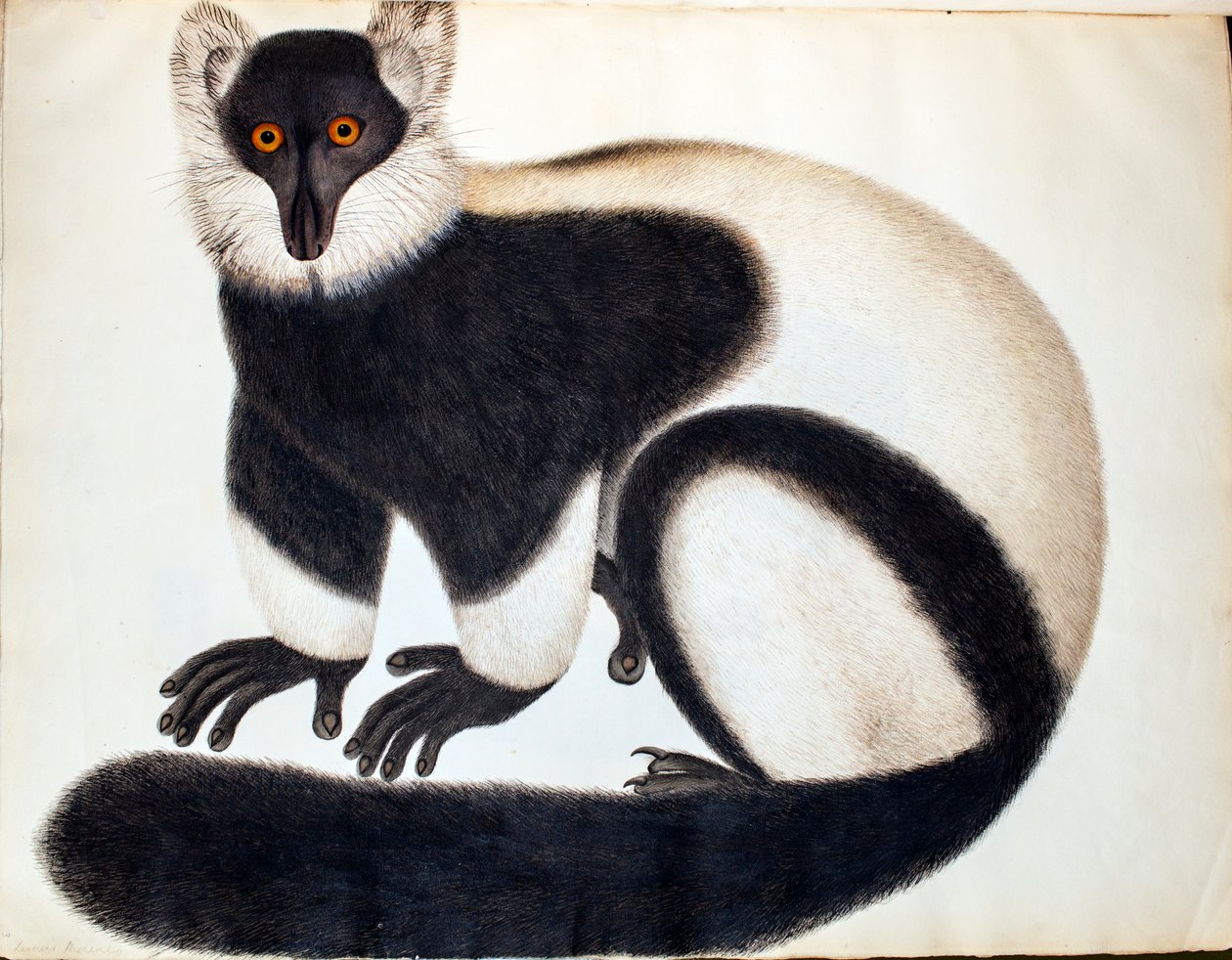 Černobílý lemur bělohlavý, z 