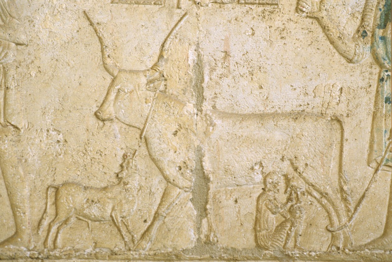 Starověký Egypt, Nástěnná řezba, Petosirisova hrobka, Tuna el Gebel, 300 př. n. l., Dojení krávy (foto) od School Egyptian