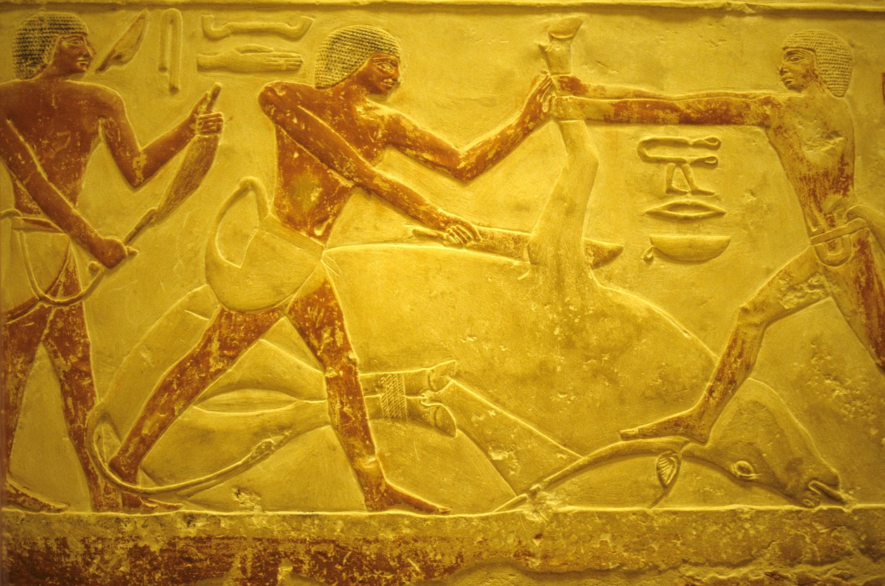 Starověký Egypt, Nástěnná řezba/malba, Mastaba/Tomb of Idout, Sakkára, 2323-2150 př. n. l., Býk zabitý pro obětování (foto) od School Egyptian