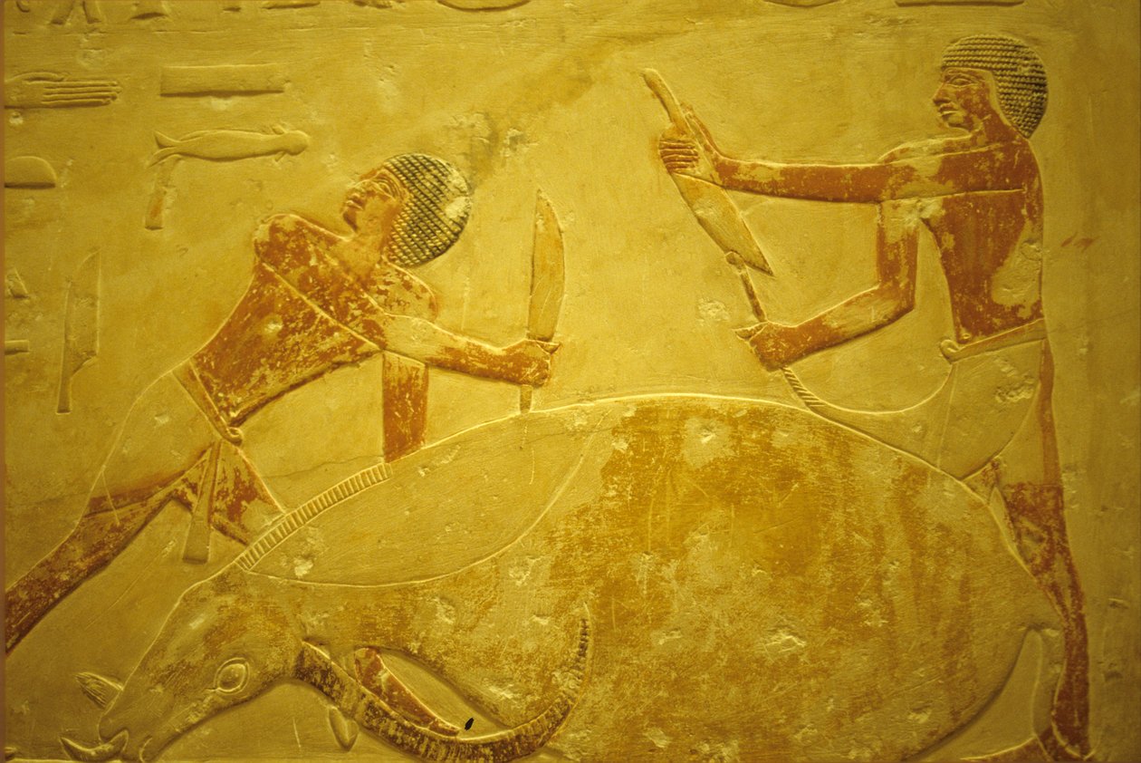 Starověký Egypt, Nástěnná řezba/malba, Mastaba/Tomb of Idout, Sakkára, 2323-2150 př. n. l., Býk zabitý pro obětování (foto) od School Egyptian