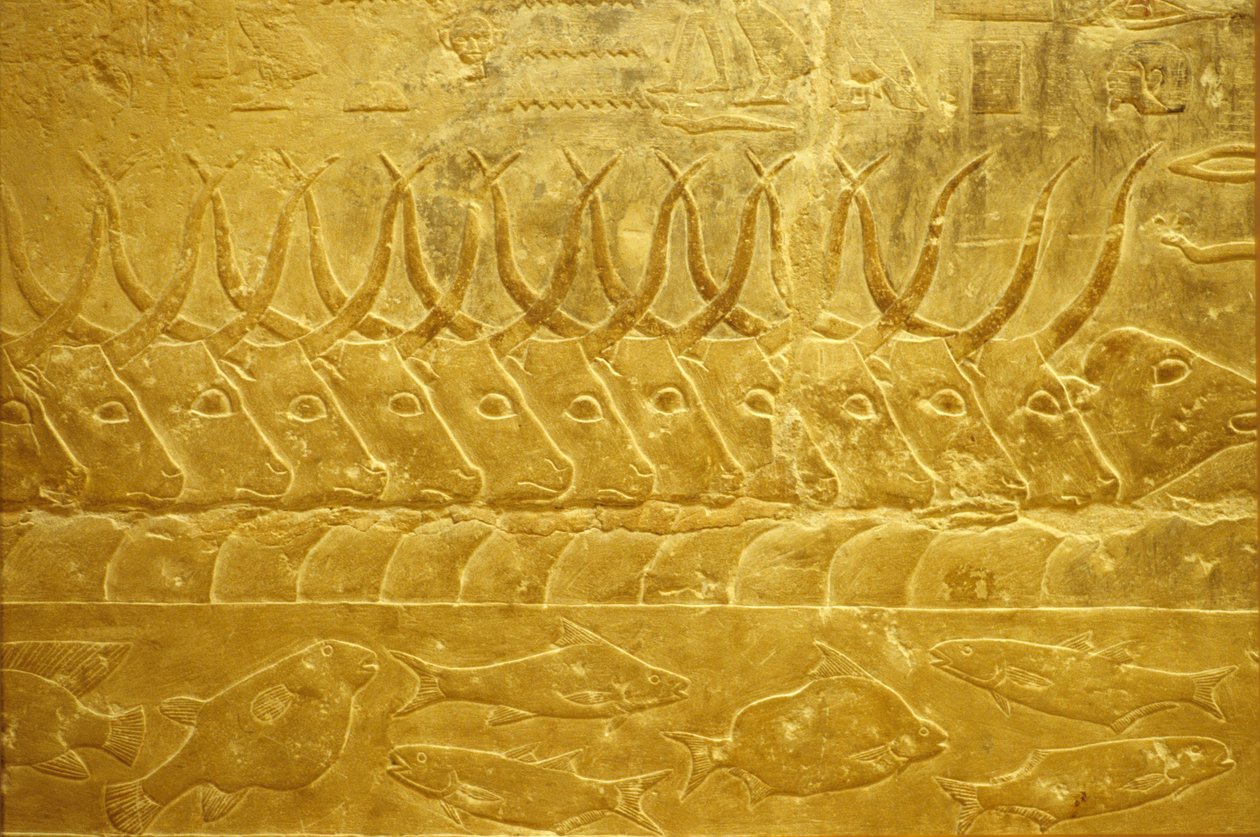 Starověký Egypt, Nástěnné řezby/malby, Mastaba/Tomb of Idout, Sakkára, 2323-2150 př. n. l., Dobytek na břehu řeky (foto) od School Egyptian