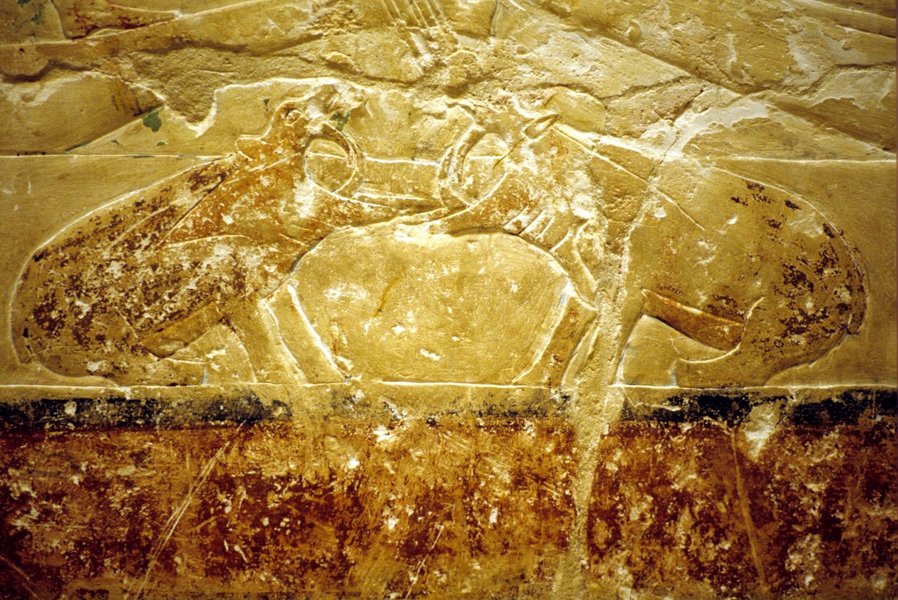 Starověký Egypt, Nástěnná malba, Mastaba/Tomb of Idout, Sakkára, 6. dynastie, Dva bojující hroši (foto) od School Egyptian