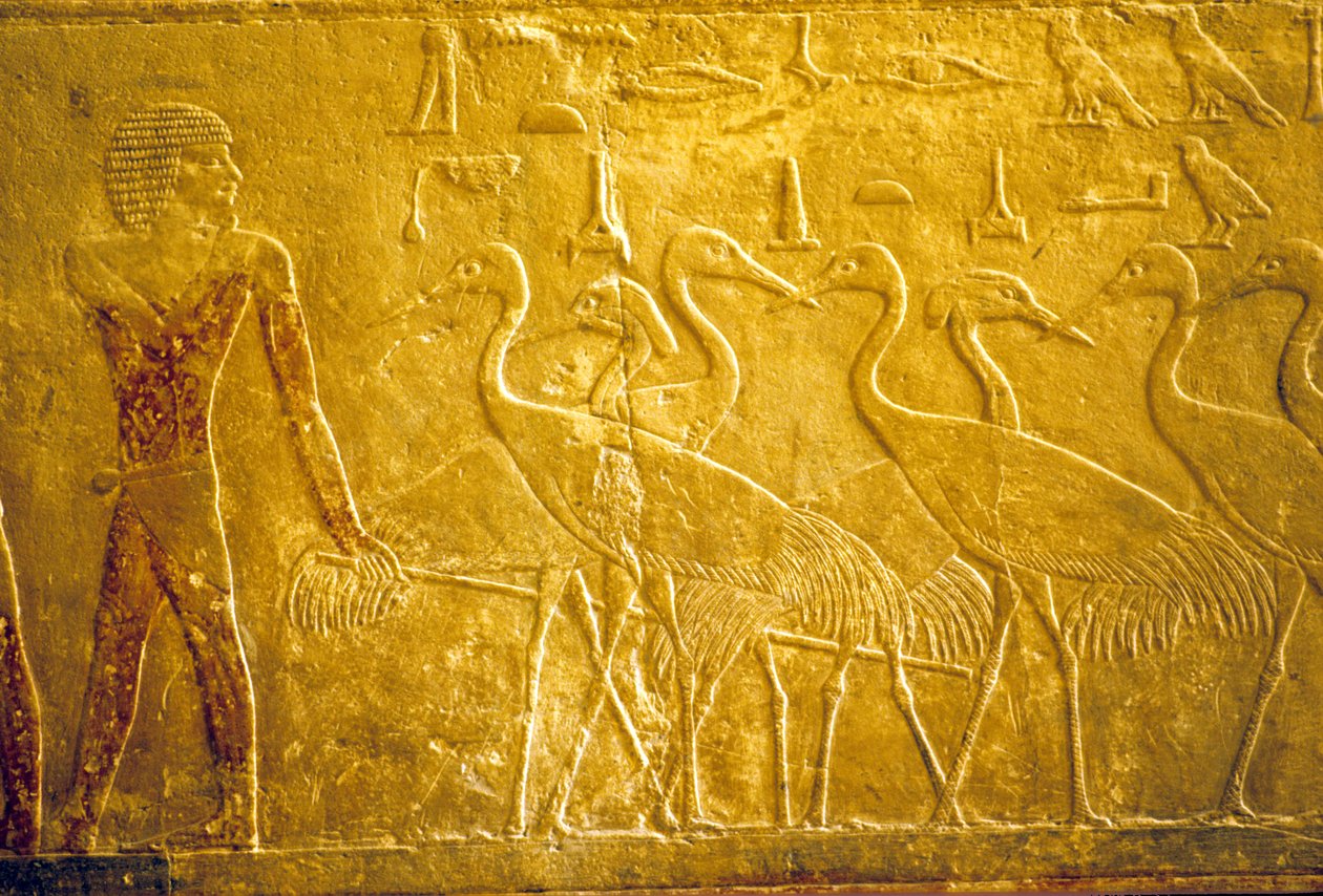 Starověký Egypt, Nástěnné řezby/malby, Mastaba/Tomb of Ti, Sakkára, 5. dynastie, Farmář vedoucí ochočené jeřáby (foto) od School Egyptian