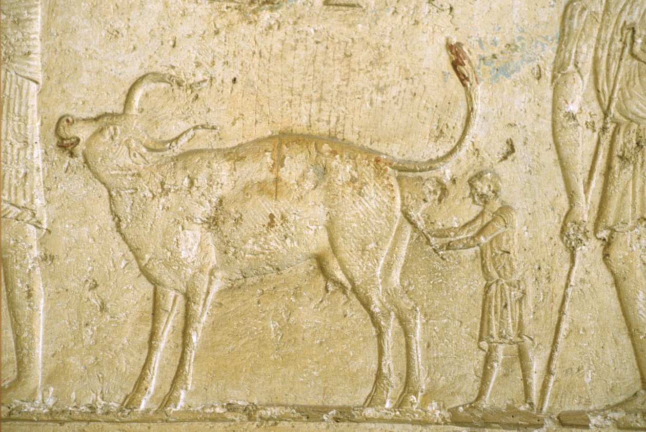 Starověký Egypt, Nástěnná malba, Petosirisova hrobka, Tuna Gabel, Tuna el Gebel, 300 př. n. l., Pomoc krávě při porodu (foto) od School Egyptian
