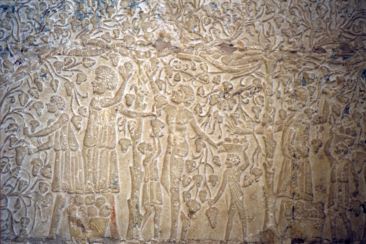 Starověký Egypt, Nástěnné řezby/malby, , Petosirisova hrobka, Tuna el Gebel, 300 př. n. l., Sklízení hroznů pro výrobu vína (foto) od School Egyptian