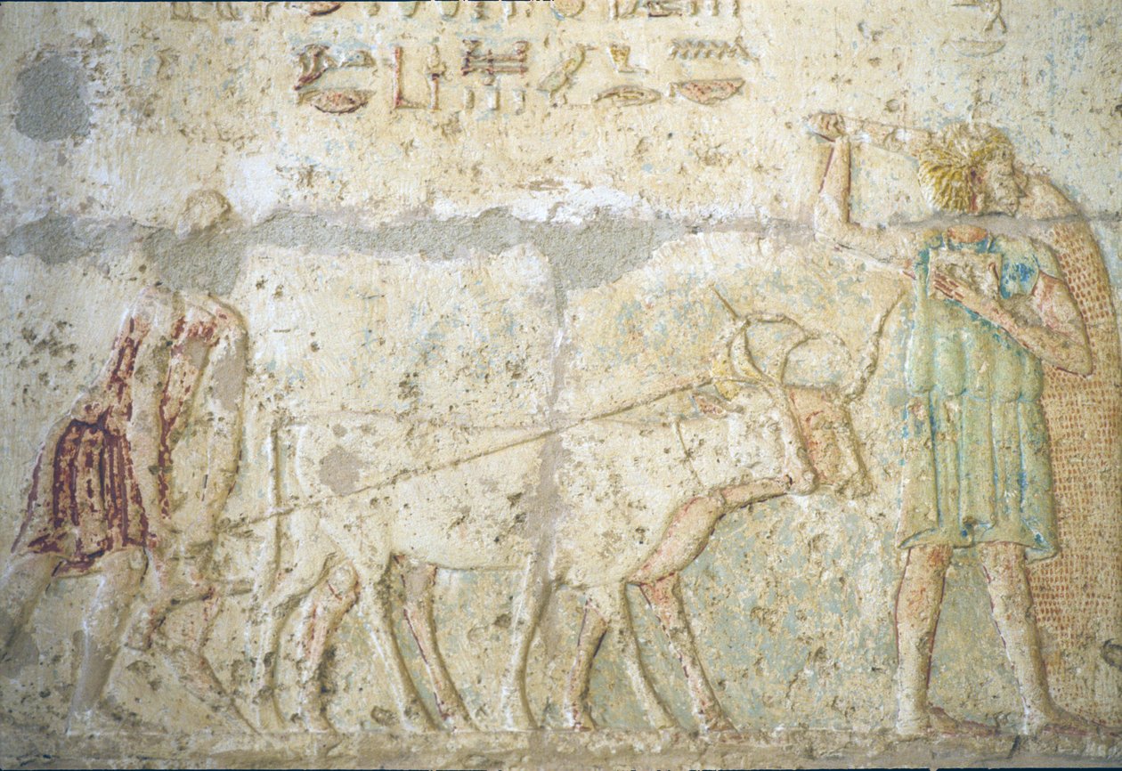 Starověký Egypt, Nástěnné řezby/malby, Petosirisova hrobka, Tuna el Gebel, 300 př. n. l., Orba a setí plodin (foto) od School Egyptian