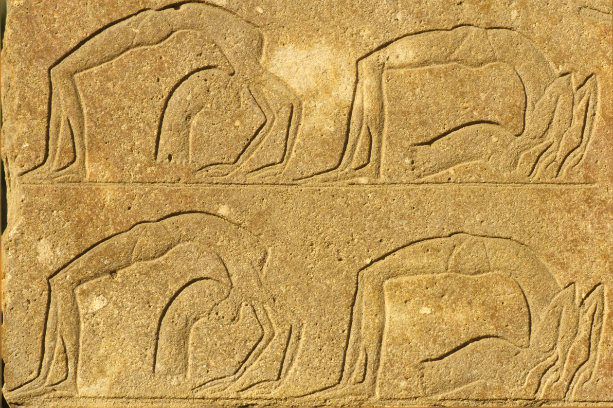 Starověký Egypt, Nástěnná malba/řezba, Vystoupení akrobatek, Chrám v Karnaku, Luxor (foto) od School Egyptian