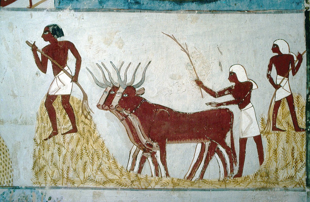 Luxor, Théby: Hrobky šlechticů: hrobka Nachta. Zemědělská scéna. Údolí šlechticů. od School Egyptian