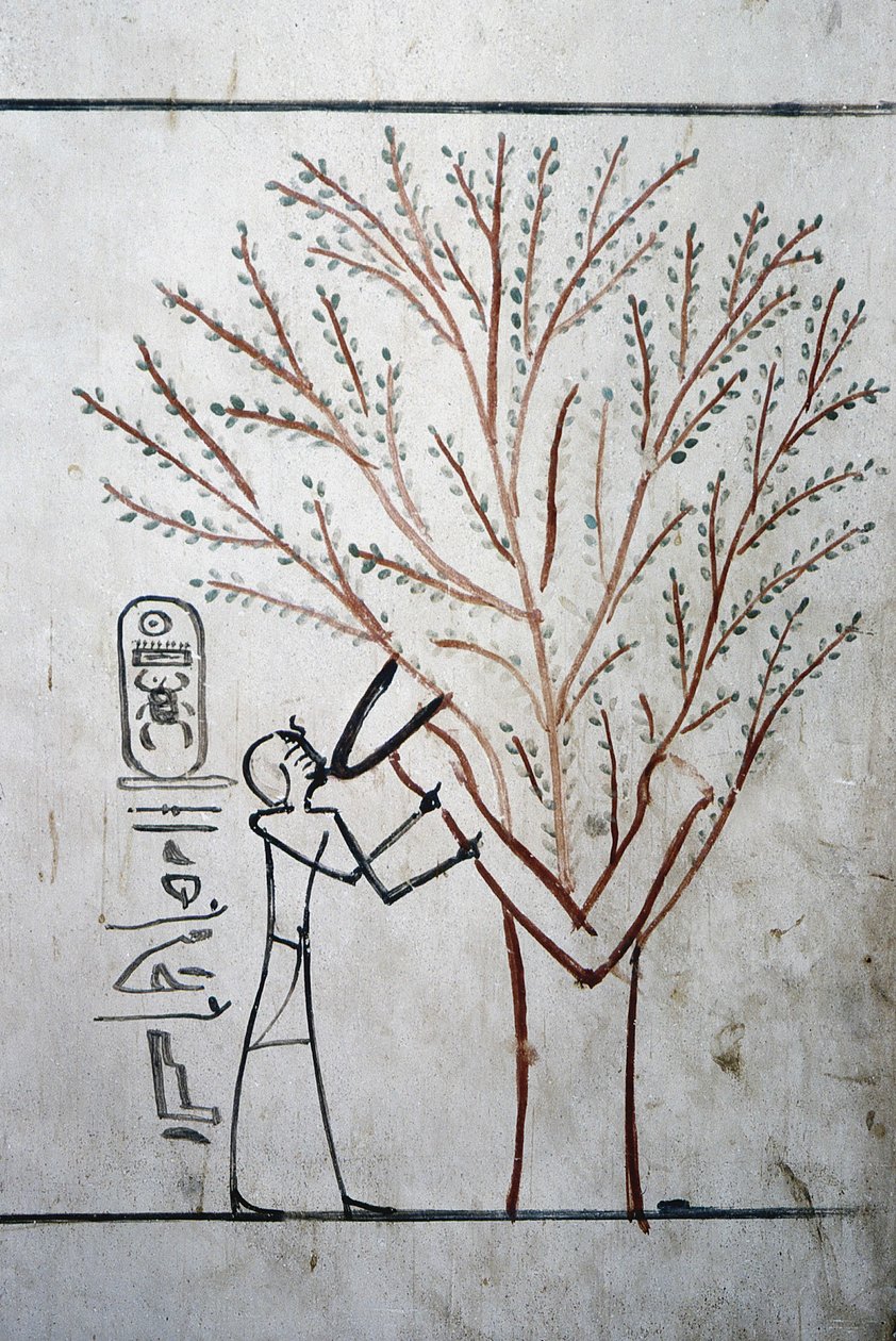 Luxor, Théby: Údolí králů. Hrobka Thutmose (Tuthmosis nebo Thutmes) III (-1504 - -1450), egyptského faraona. od School Egyptian