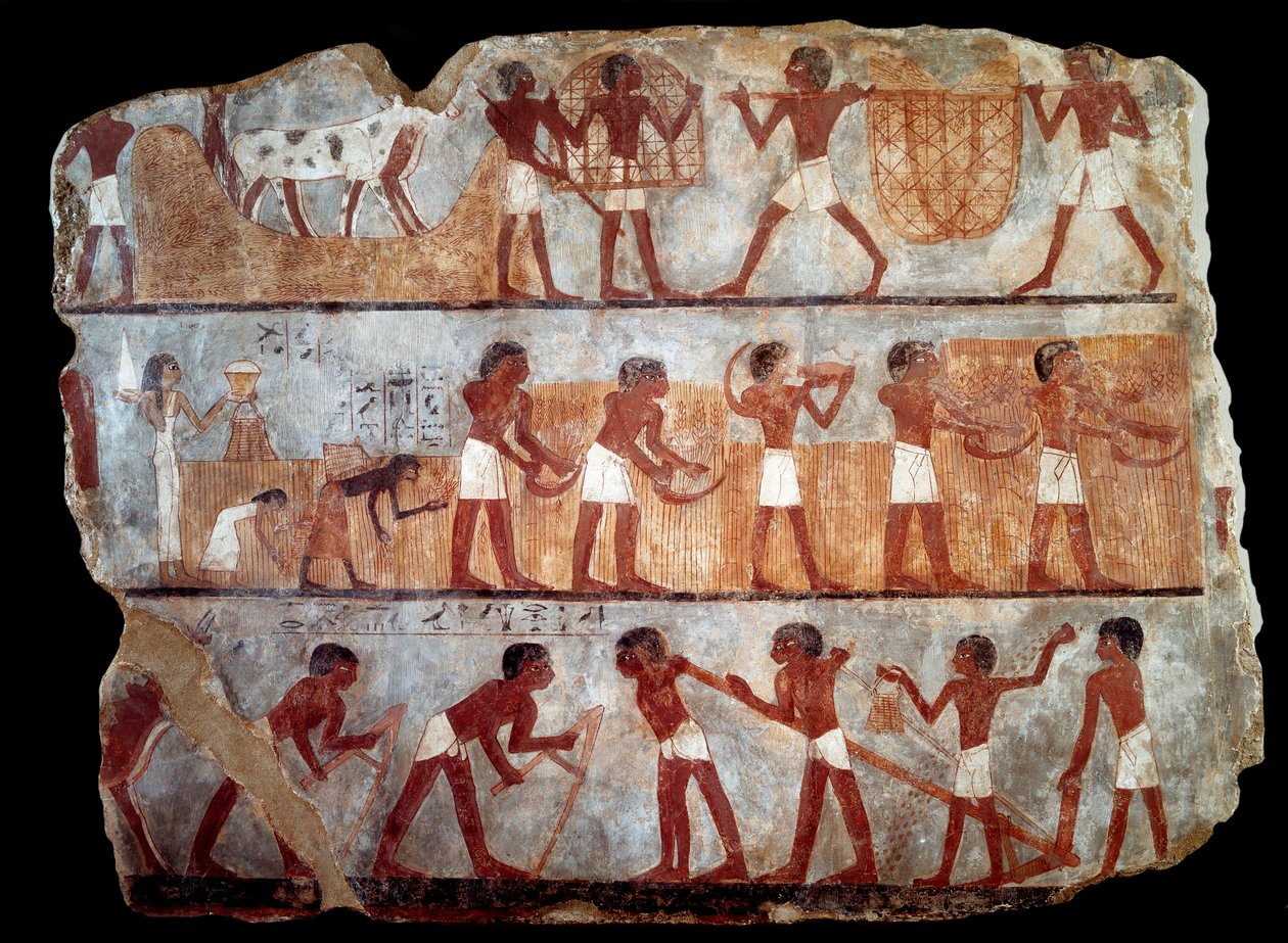 Setba a rekolekce z hrobky písaře Unsou (freska) od School Egyptian