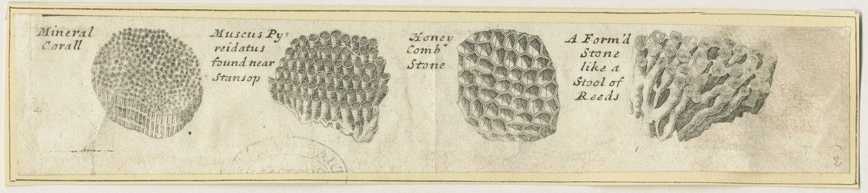 Dovedale - Mineral Coral: mědirytina a [?19. století] (tisk) od School English