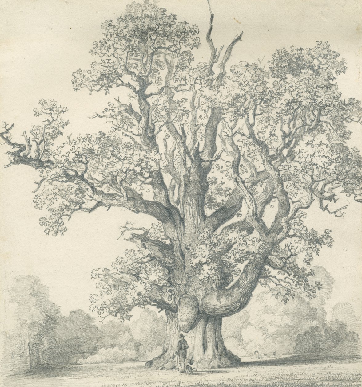 Needwood - Swipcar Oak: kresba tužkou, nd [?19. století] (kresba) od School English