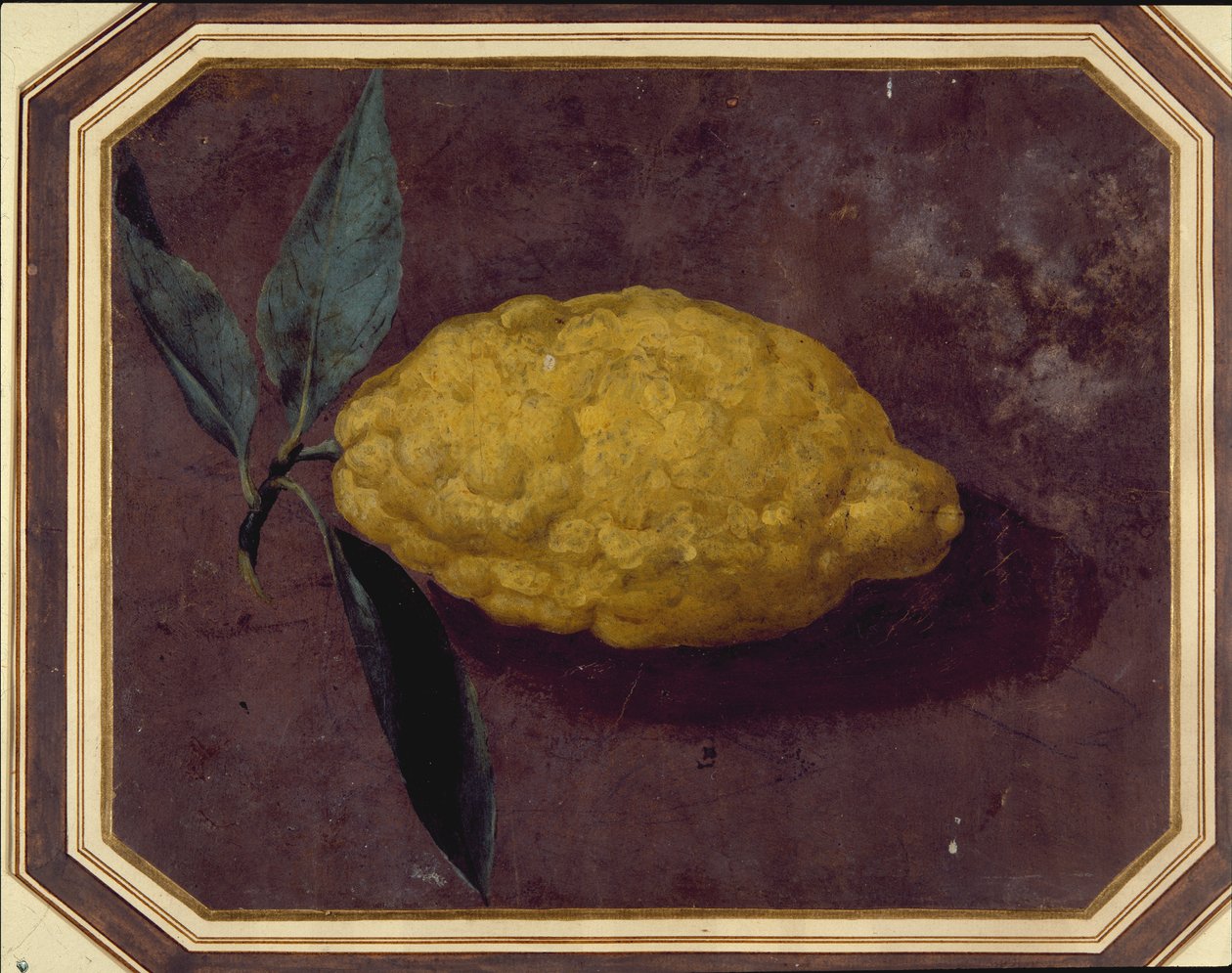 Citron (akvarel na papíře) od School European