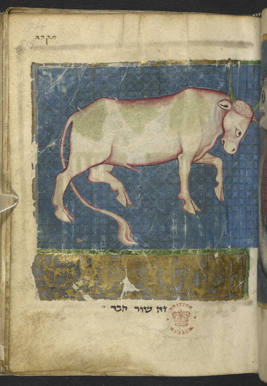 Přidat MS 11639 f.519t Býk, z řady biblických a jiných textů („The Northern French Miscellany“ nebo dříve „The British Museum Miscellany