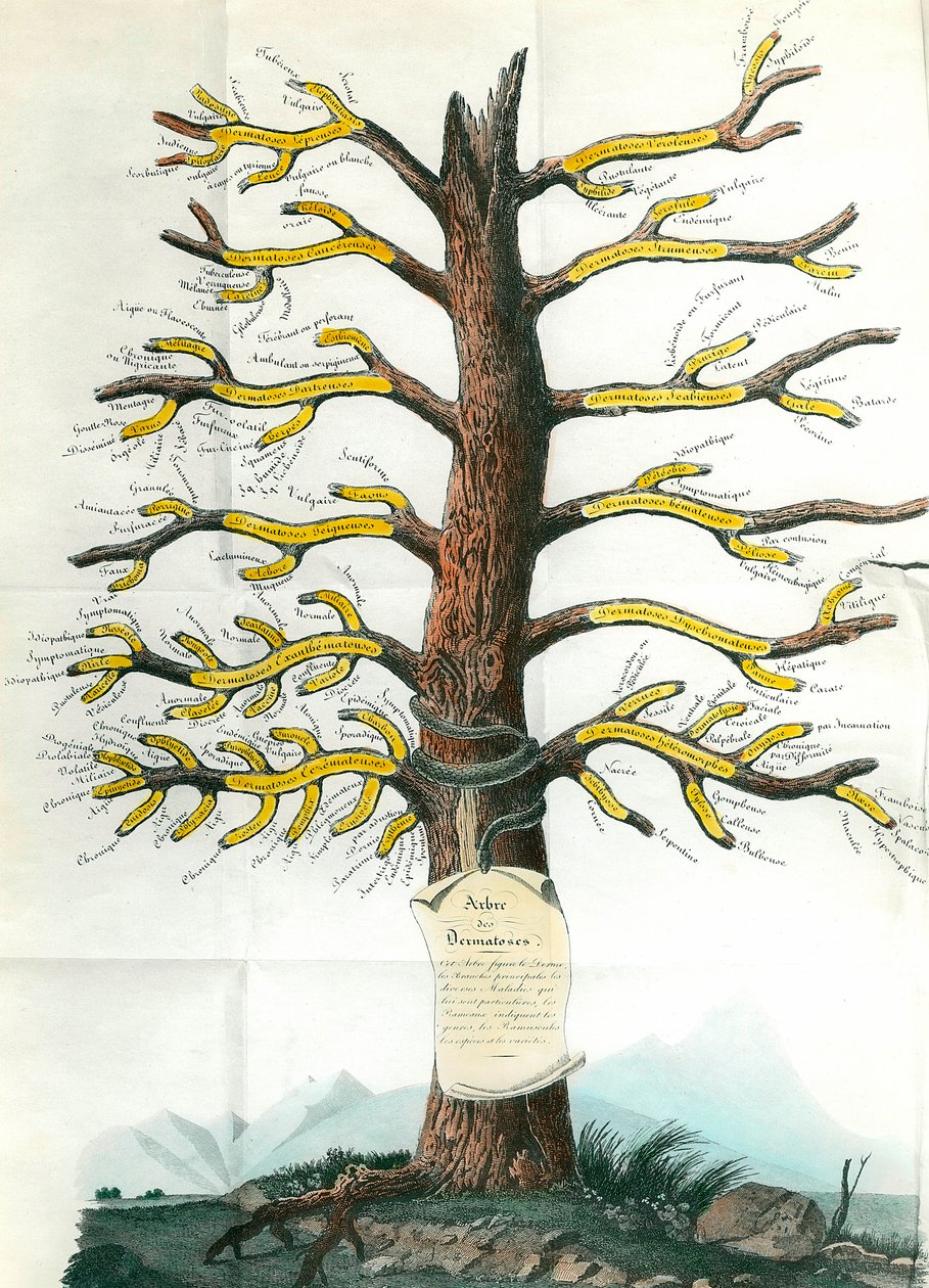 Dermatosis tree Dermatologická lékařská tabule označující na větvích všechny typy kožních onemocnění. Paříž. Akademie medicíny od School French