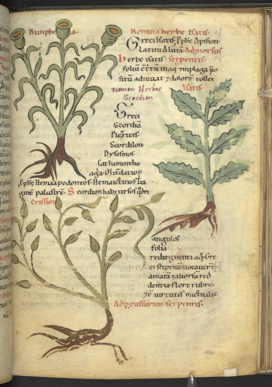 Harley 4986 f.23 Nymphia; Isatis; Crision, z 