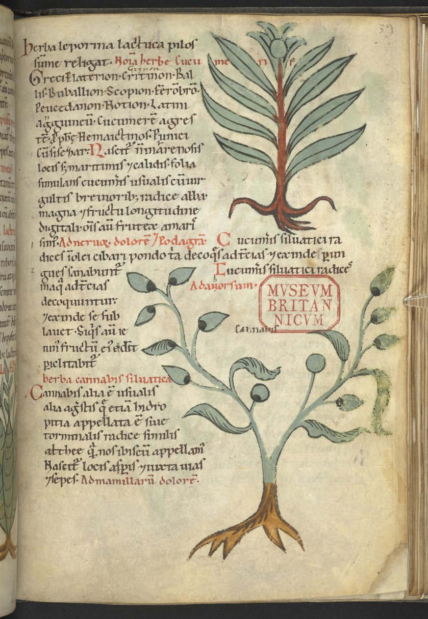 Harley 4986, f.39 Okurka; Konopí, z „Knihy bylinných léků“ (bylinkový) (inkoust a barva na plátně) od School German