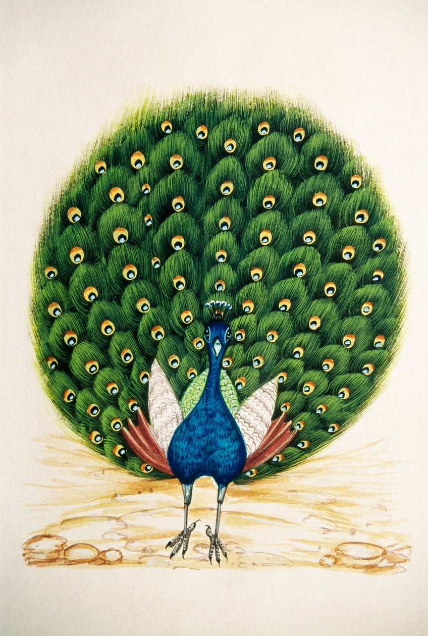 Miniaturní malba na hedvábí Peacock od School Indian