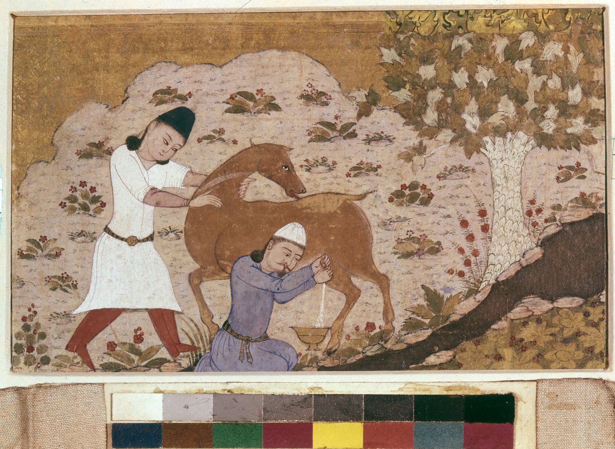 Onager Milking, konec 15. století (akvarel, kvaš, bílá barva, inkoust na papíře) od School Iranian