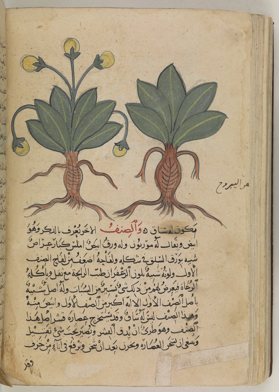 Nebo 3366 f.144v Samci a samice mandragory, z 