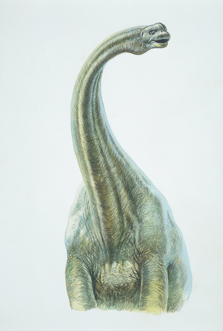 Brontosaurus, období jury (barevné lito) od School Italian