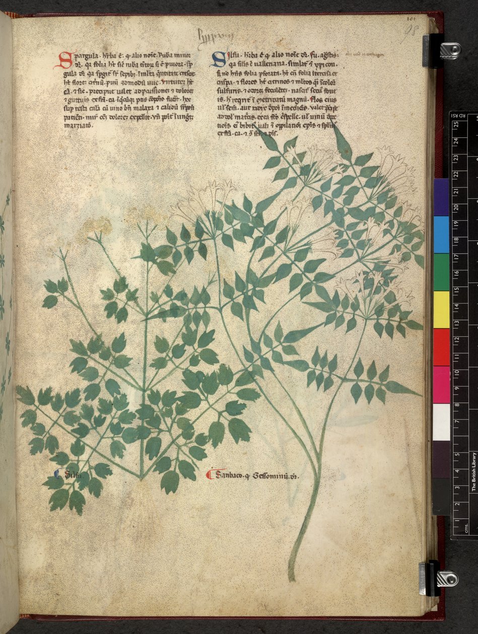 Egerton 747 Spargula and Self, Tractatus de herbis (bylinné) c.1280-1310 (inkoust a barva na pergamenu) od School Italian