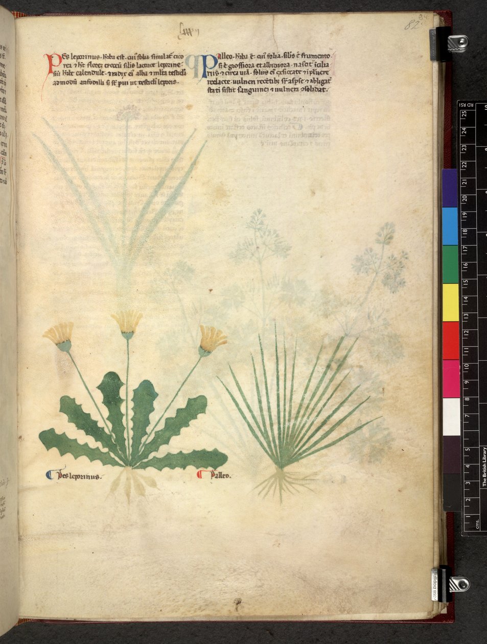 Egerton 747 Tractatus de herbis (bylinný) c.1280-1310 (inkoust a barva na pergamenu) od School Italian