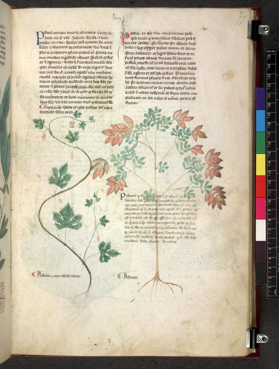 Egerton 747 Tractatus de herbis (bylinný) c.1280-1310 (inkoust a barva na pergamenu) od School Italian