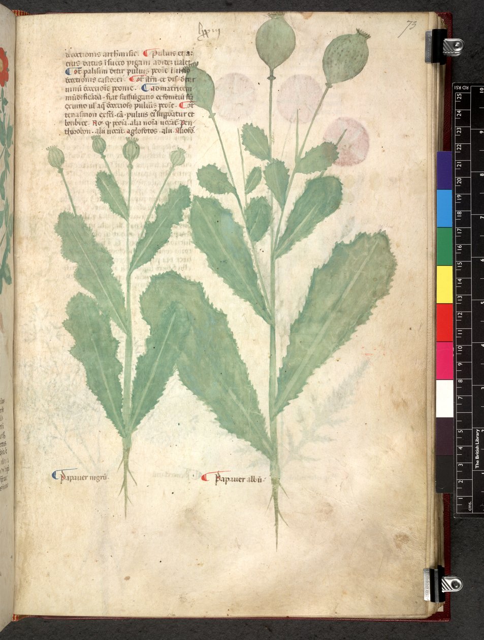 Egerton 747 Tractatus de herbis (bylinný) c.1280-1310 (inkoust a barva na pergamenu) od School Italian