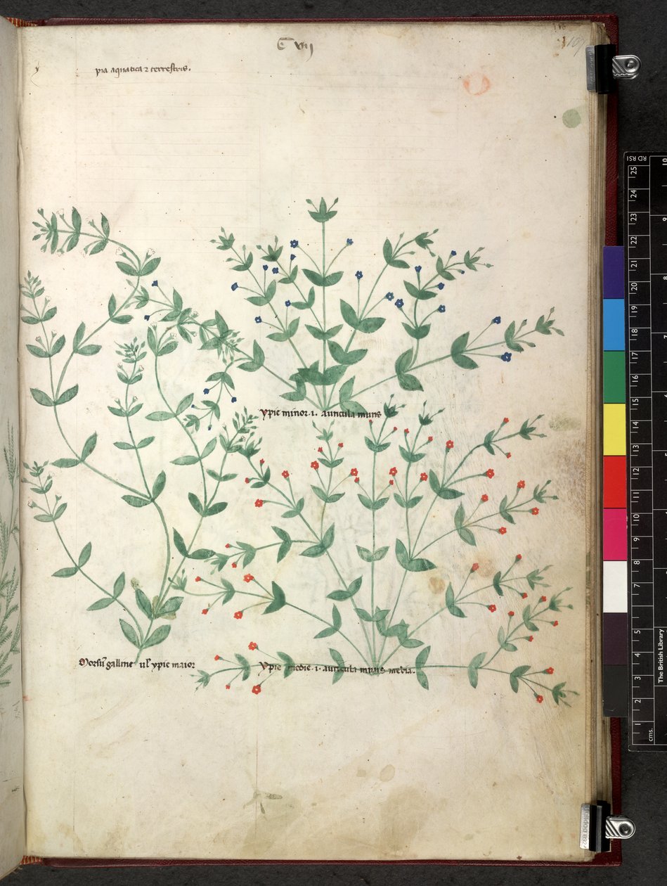 Egerton 747 Tractatus de herbis (bylinný) c.1280-1310 (inkoust a barva na pergamenu) od School Italian