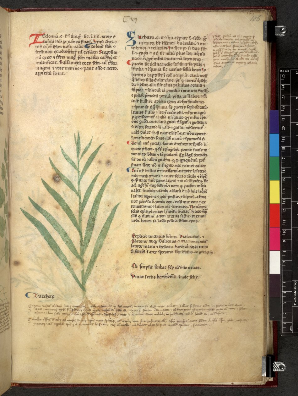 Egerton 747 Tractatus de herbis (bylinný) c.1280-1310 (inkoust a barva na pergamenu) od School Italian